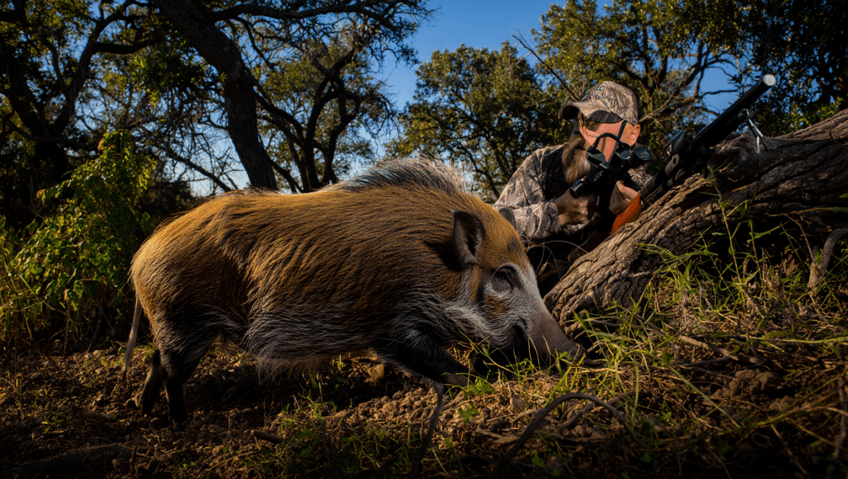 Can you hunt feral hogs in Oklahoma? State laws, permits explained