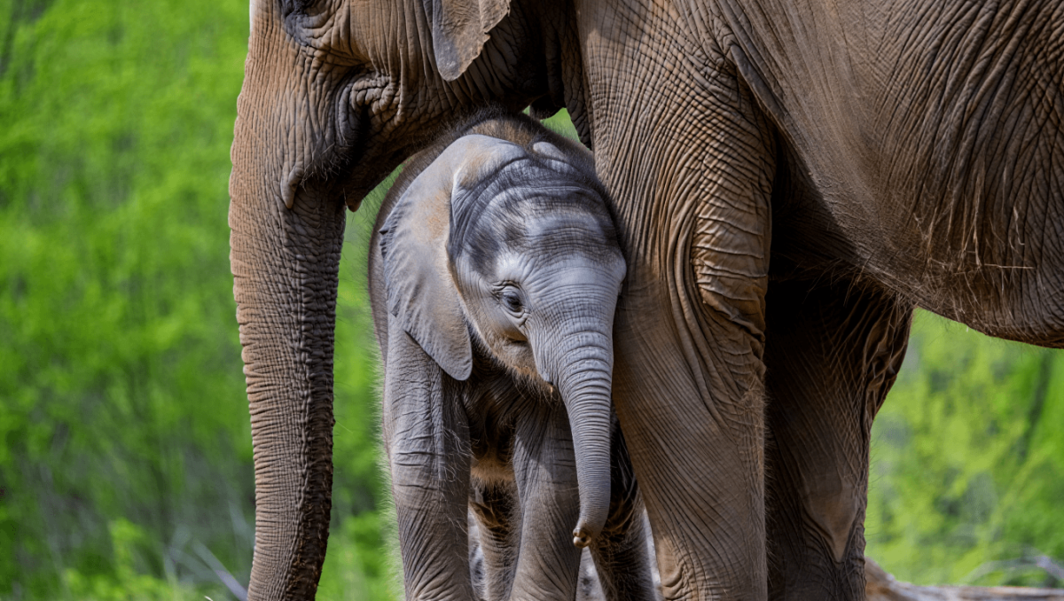Oklahoma City Zoo welcomes surprise elephant calfOklahoma City