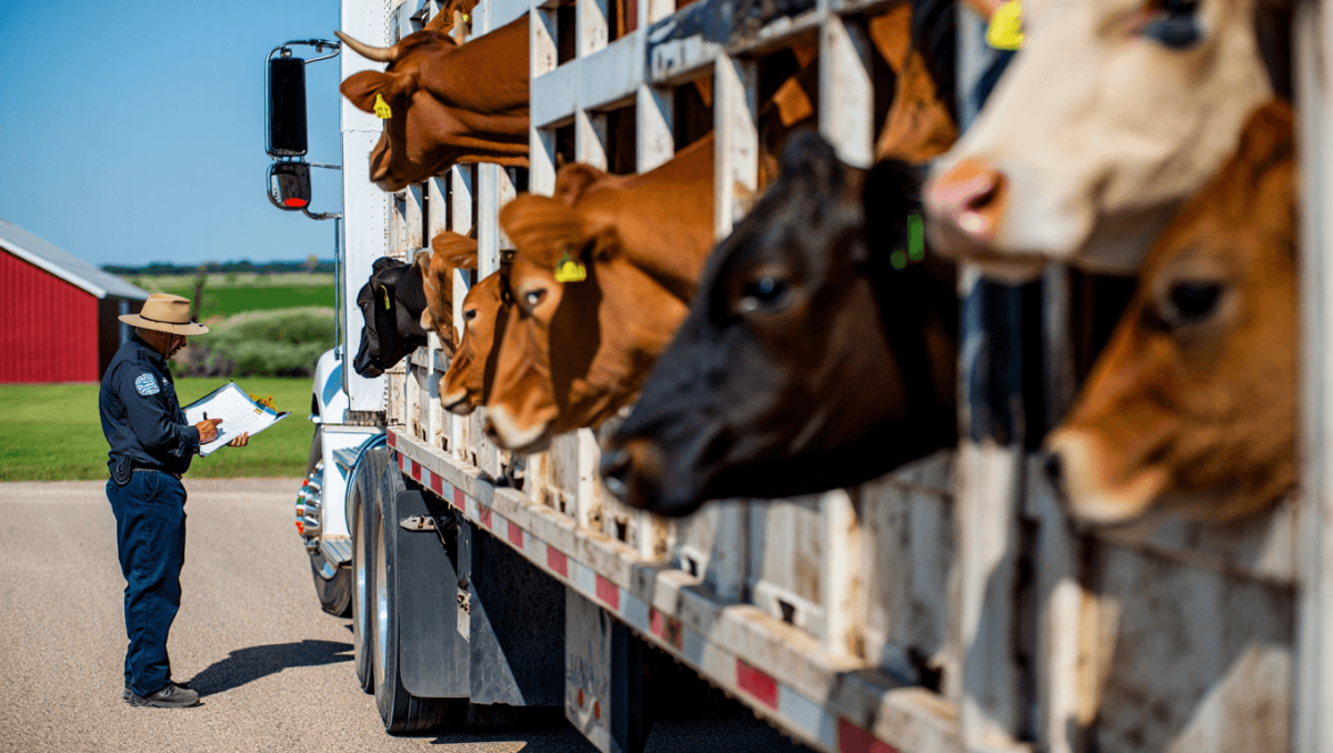Oklahoma tightens livestock rules amid screwworm cases