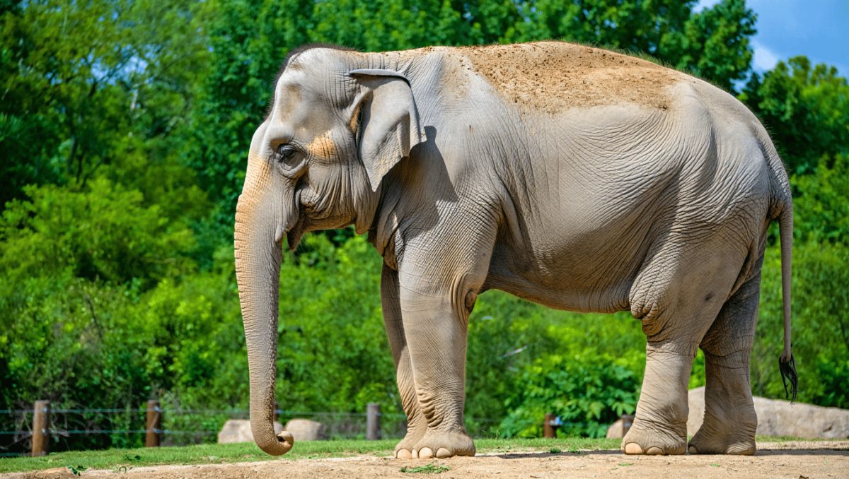 OKC Zoo announces endangered Asian Elephant's pregnancy