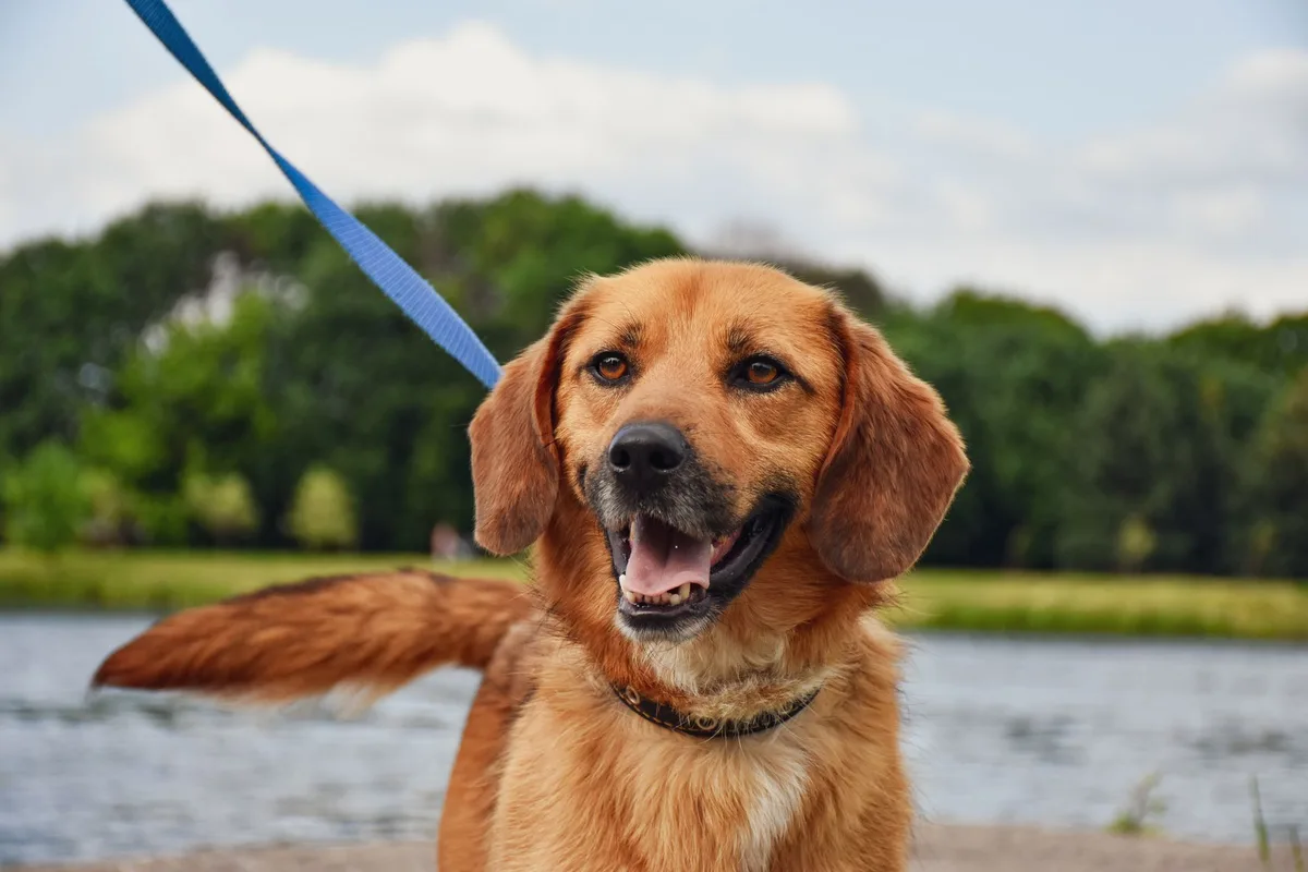 A friendly mixed-breed dog on a leash enjoying an outdoor walk in a sunny park setting