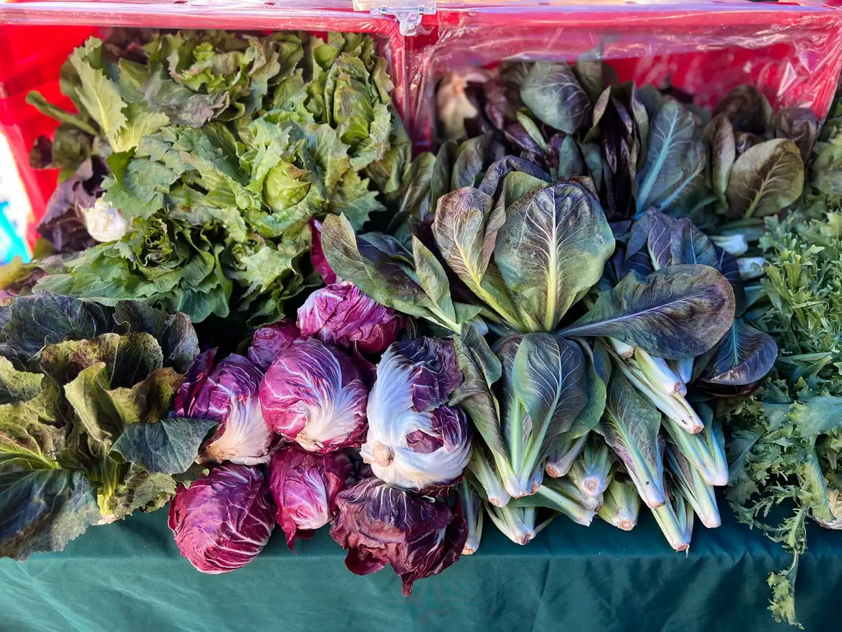 Students selecting fresh produce at an outdoor farmers market on campus