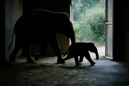 OKC Zoo welcomes new baby animals: meet the cutest arrivals