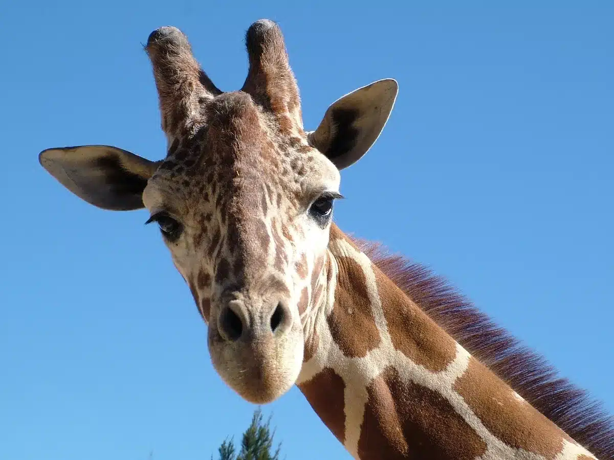 Giraffe calf visible in a savanna-style zoo habitat during the day