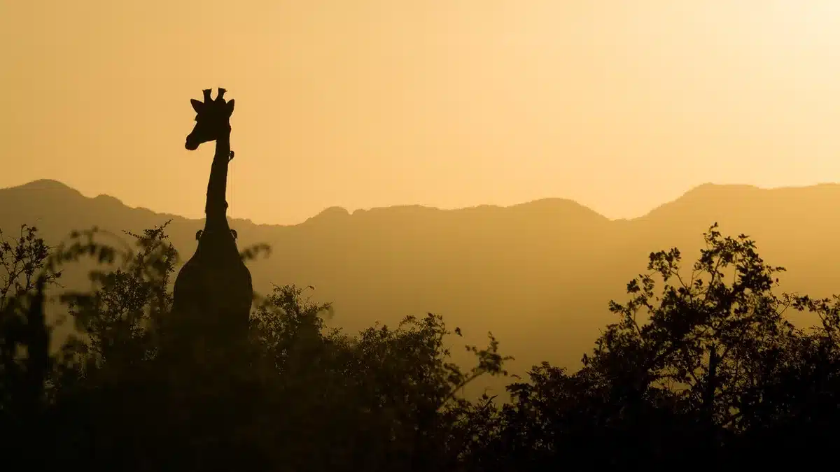 Visitors walking a savanna trail past giraffes and zebras with seasonal decorations