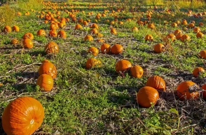 Family-friendly pumpkin patch with hayride and daytime crowds