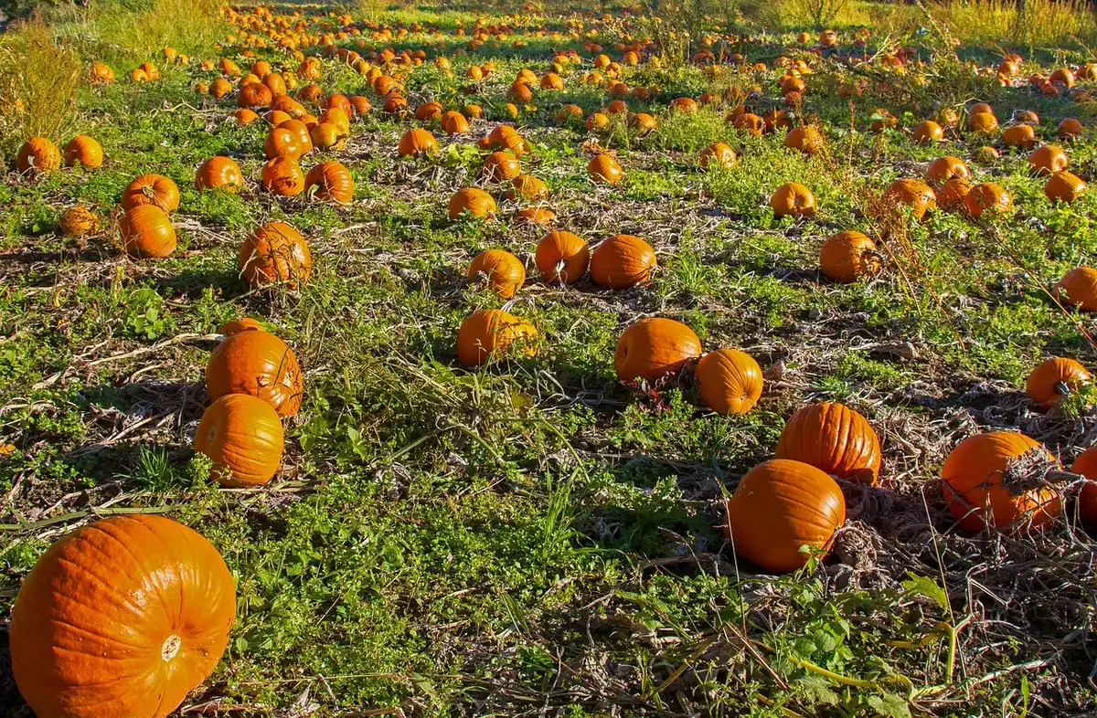Family-friendly pumpkin patch with hayride and daytime crowds