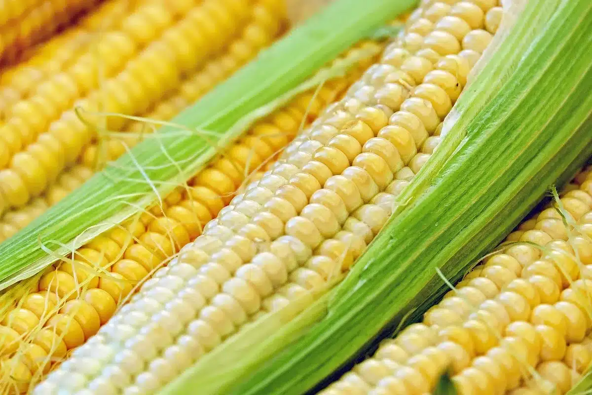 Daytime farm festival with a corn maze and children's rides under clear sky