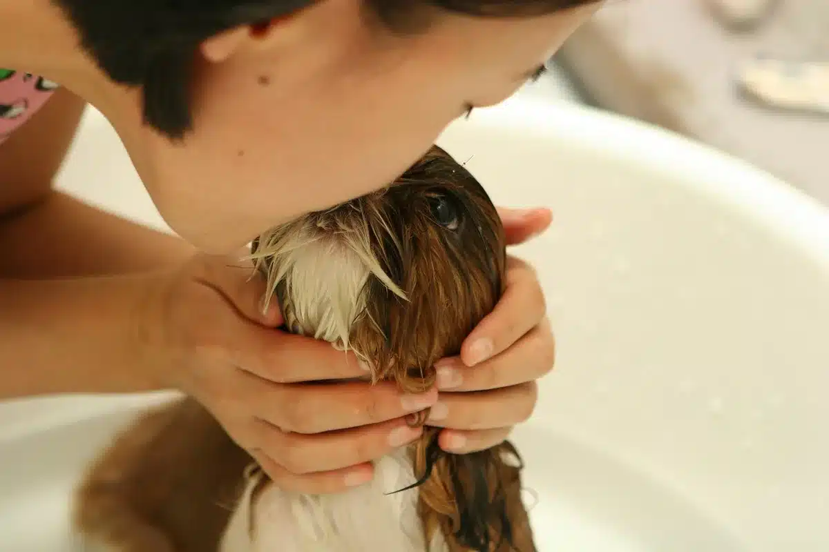 Person creating an online pet fundraising page on a laptop with a pet photo visible